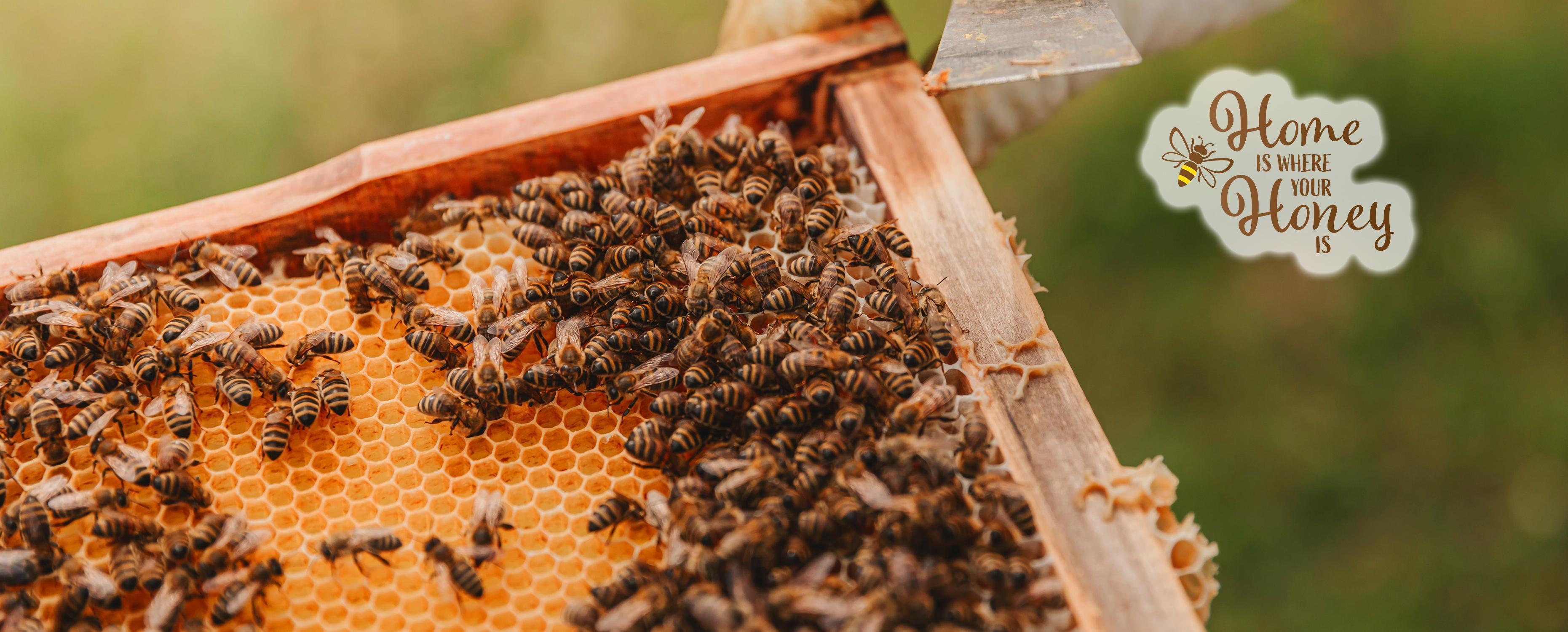 »BeeFit« — So setzt sich die PROJECT Gruppe für den Arterhalt der Bienen ein
